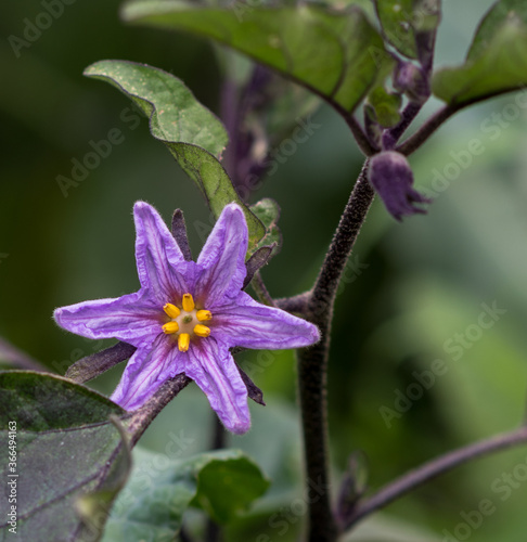 beautiful eggplant flower