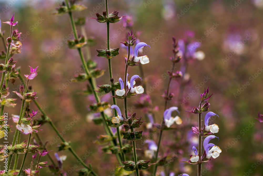Close up of Salvia officinalis flowers on a field, soft focus Close up of Salvia officinalis flowers on a field, soft focus