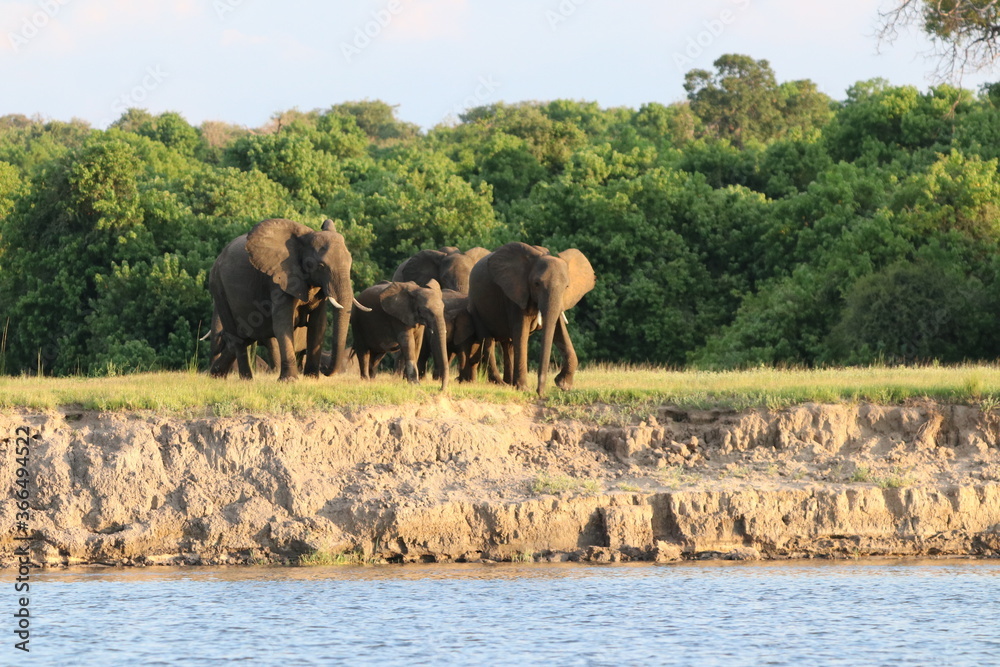 Naklejka premium African Elephants playing by the Chobe River in Botswana