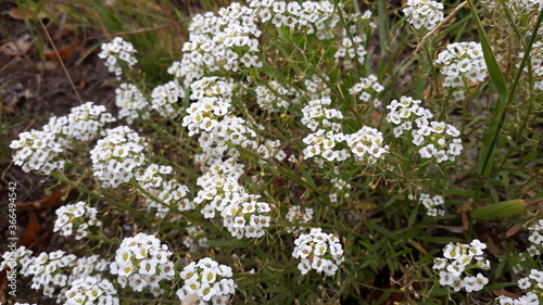 Strauchige weiße Feldblumen an einem Sommertag photo