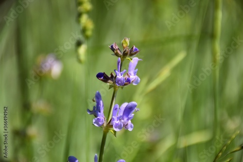 Salvia officinalis flower, contains essential oils, flavonoids and bitter principles.