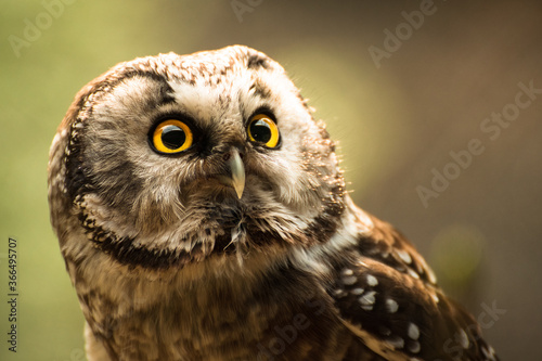 Crazy Owl Bavarian Forest