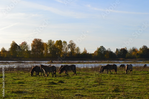 Autumn landscape with brown horses on green grass photo