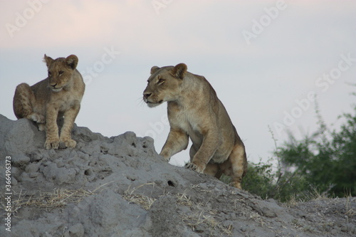 Lioness & cub 4
