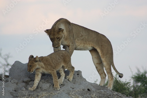 Lioness & Cub 3