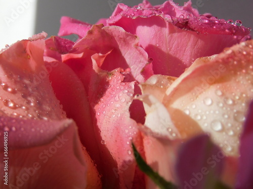 Wallpaper Mural red rose with water drops Torontodigital.ca