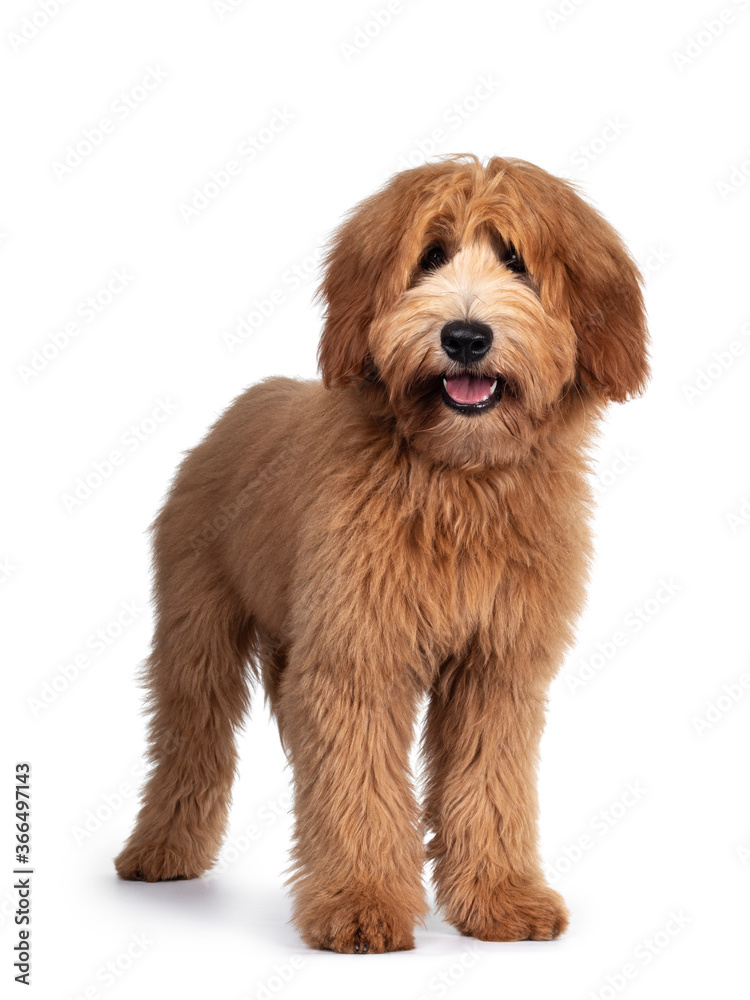 Cute red / abricot Australian Cobberdog / Labradoodle dog pup, standing facing front. Looking at camera, mouth open and tongue out. Isolated on white background.