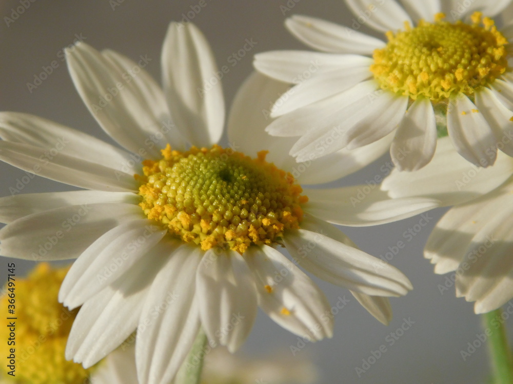 Obraz premium daisy flower closeup