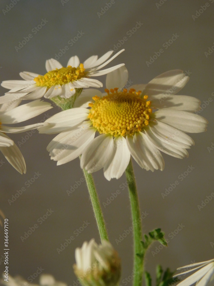 Obraz premium white daisy flower