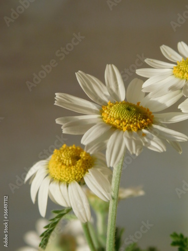 white daisy flower