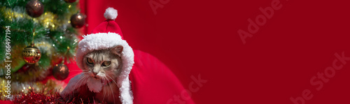 New year greeting card. Funny gray cat in a Santa Claus costume on a red background with a decorated Christmas tree. Space for text. Banner