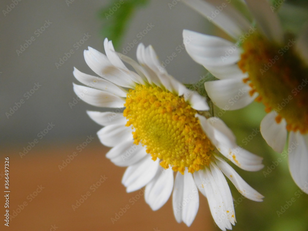 Obraz premium white daisy flower