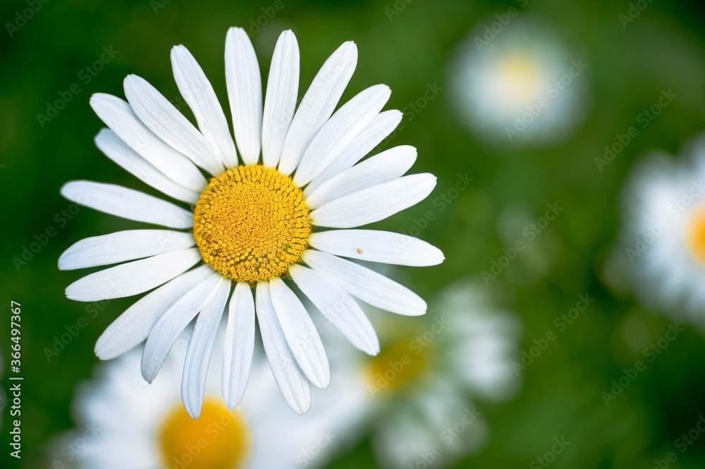 White Daisy close - up against the background of other daisies and green leaves. The view from the top. Background