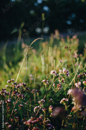 Flower meadow with oregano, also called real dost (Origanum vulgare) at sunset