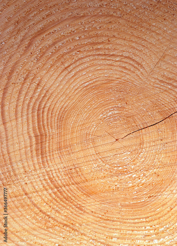 wooden cut texture, eco-friendly wood, tree rings in cross-section, natural texture background wooden cut texture, eco-friendly wood, tree rings in cross-section, natural texture background