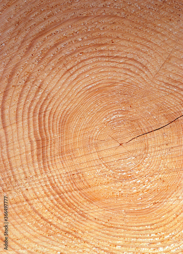 wooden cut texture, eco-friendly wood, tree rings in cross-section, natural texture background