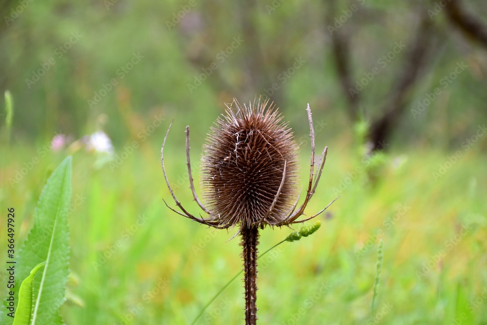 Cardoon thistle (Dipsacus fullonum) dried in a field of almond and grass. Cardoon thistle (Dipsacus fullonum) dried in a field of almond and grass.
