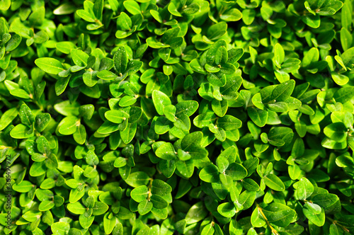 Nature background. Closeup green leaves plant top view. Natural green plants, leaf pattern, creative wallpaper with green plant, ecology, ecological background, leaf texture