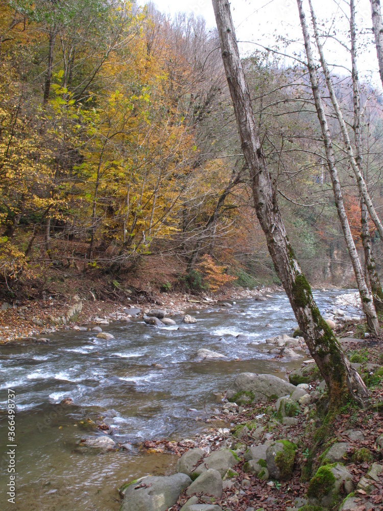 river in the forest river in the forest