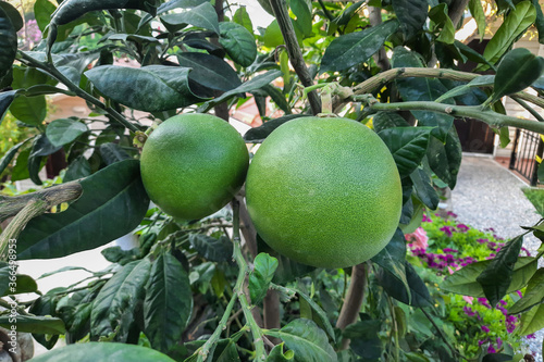 green grapefruit growing on a tree