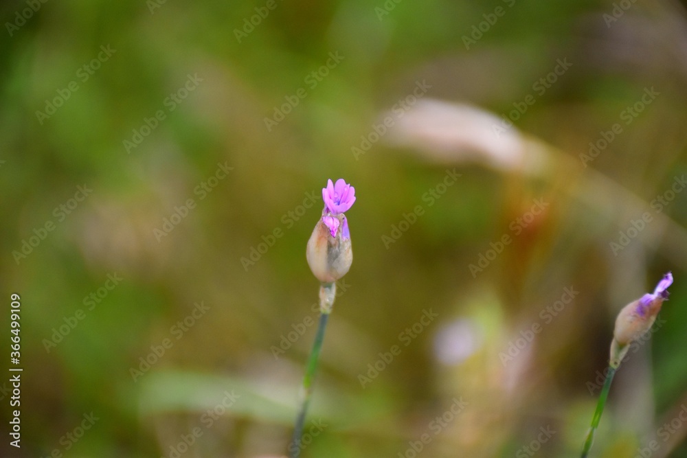 Petrorhagia nanteuilii flower, similar to small calveles, with 5 pink petals with a neckline at the edge, appear between spring and summer. Petrorhagia nanteuilii flower, similar to small calveles, with 5 pink petals with a neckline at the edge, appear between spring and summer.