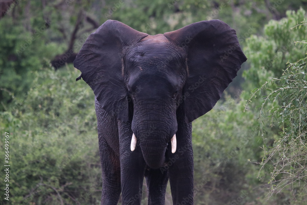 Obraz premium African Elephants playing by the Chobe River in Botswana