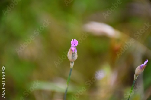 Petrorhagia nanteuilii flower, similar to small calveles, with 5 pink petals with a neckline at the edge, appear between spring and summer. photo