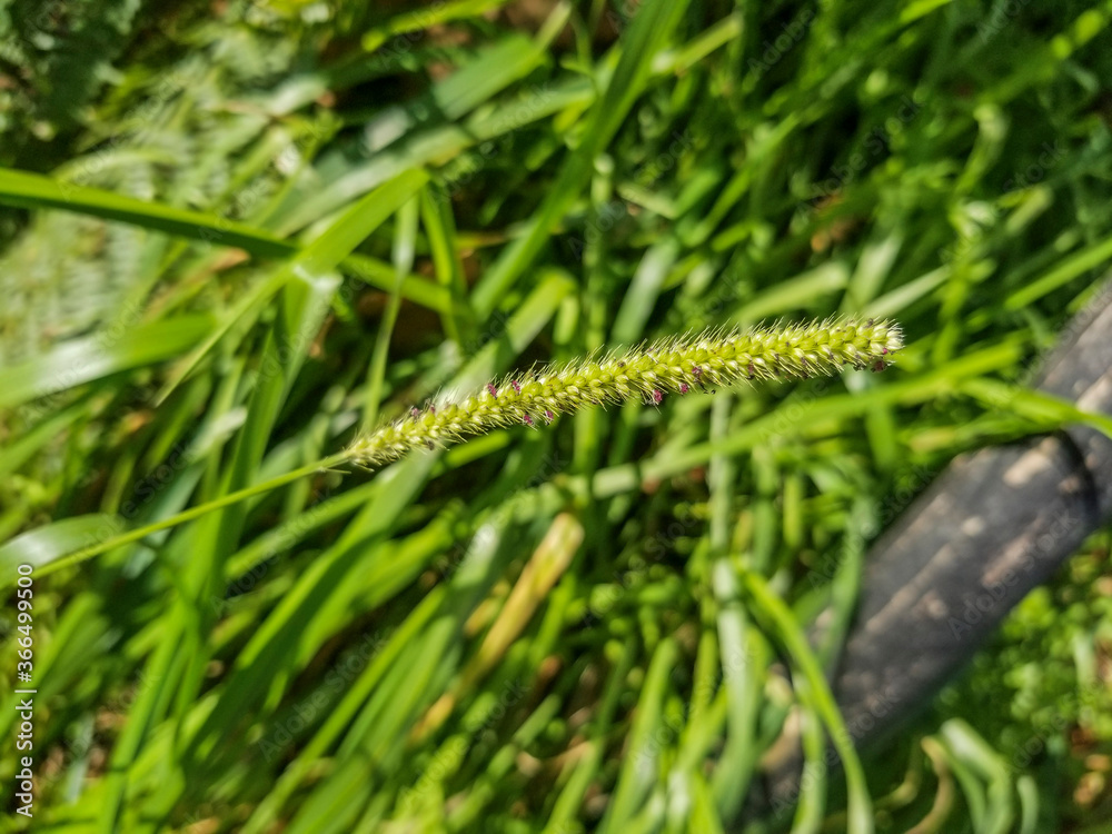 Yellow foxtail, pigeon or cattail grass plant