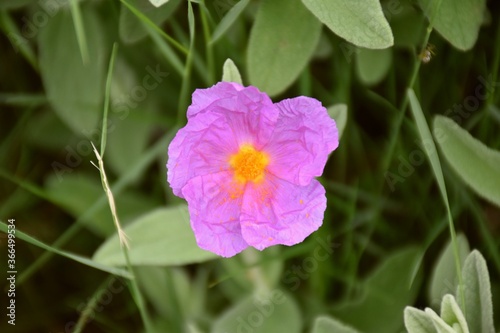 Pink flower of white rockrose (Cistus albidus), the labdanum was formerly used as a cough syrup.