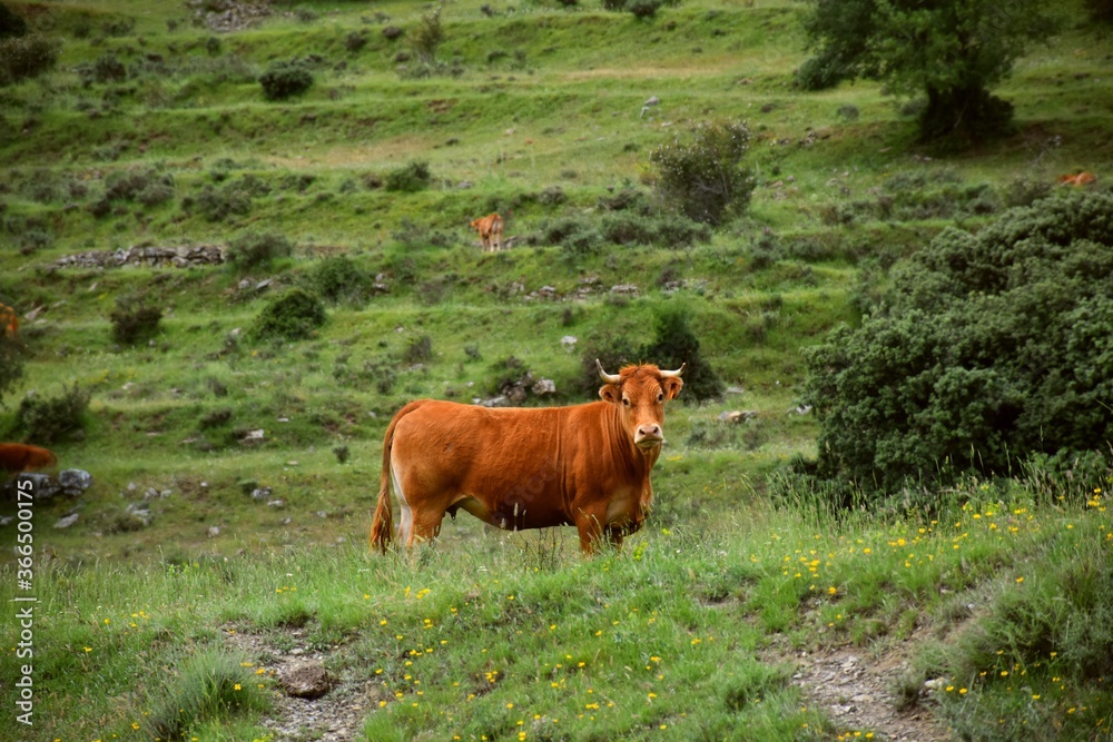 Brown cow grazing on fresh grass meadows and holm oaks. In the background dry stone terraces. Brown cow grazing on fresh grass meadows and holm oaks. In the background dry stone terraces.