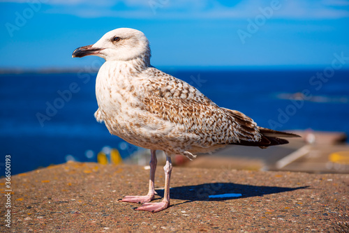 Obraz na płótnie Sea gull at pier