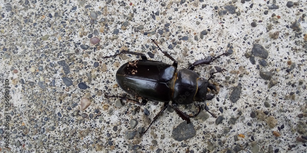 black beetle on wood black beetle on wood