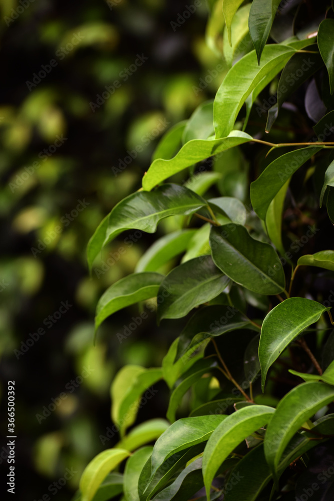 Green Dark Leafy blur Background with subtle colours Green Dark Leafy blur Background with subtle colours