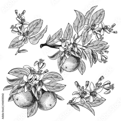 Vector illustration of orange fruit with leaves, branches, blooming flowers isolated on background. Botanical hand drawn sketch of tropical citrus for label, juice packaging, menu in engraving style.