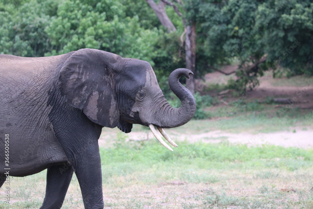 Obraz premium African Elephants playing by the Chobe River in Botswana