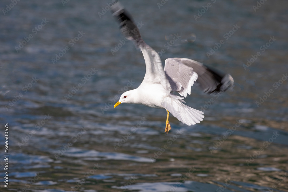 Seabirds hunt sardines in the Velfjord, northern Norway Seabirds hunt sardines in the Velfjord, northern Norway