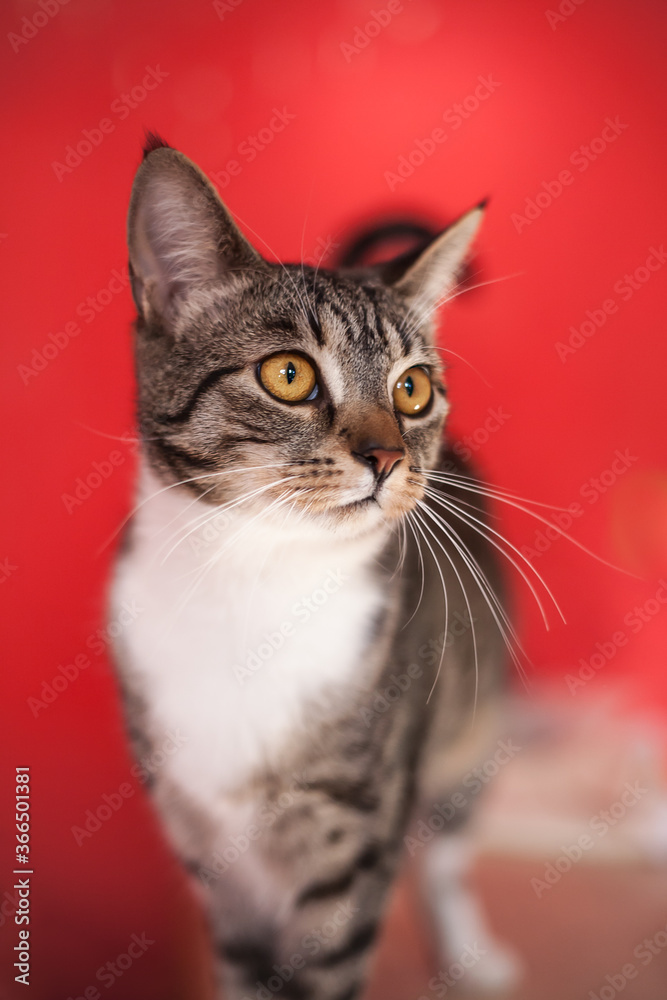 Tabby cat with big yellow eyes on red background