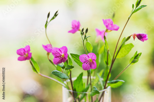 花瓶のユウゲショウの花　野草 © taiyosun