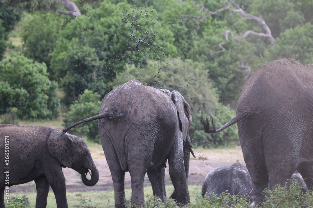 Fototapeta premium African Elephants playing by the Chobe River in Botswana