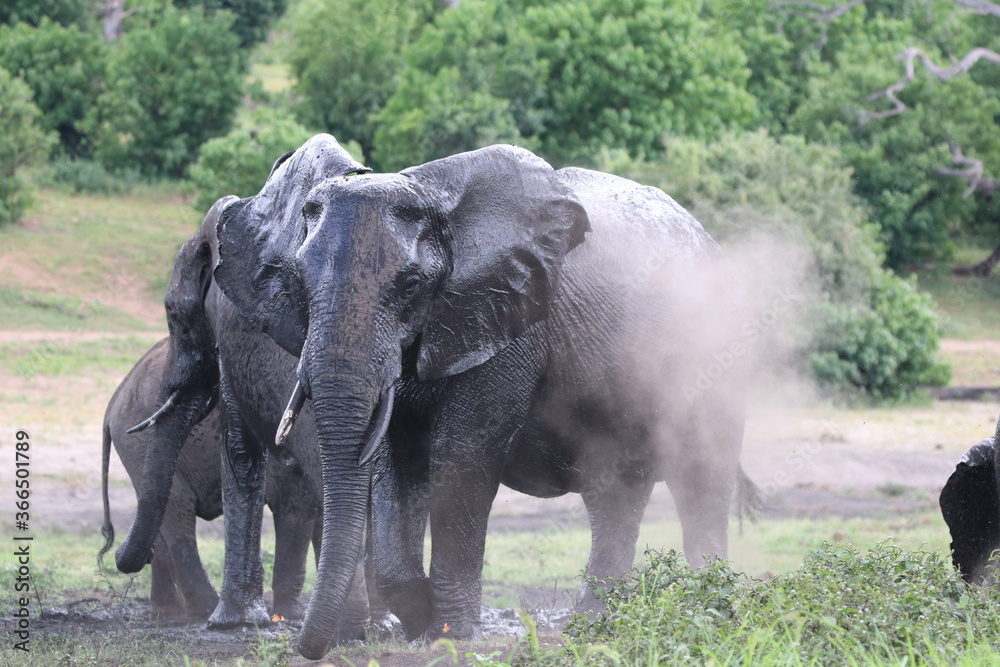 Obraz premium African Elephants playing by the Chobe River in Botswana