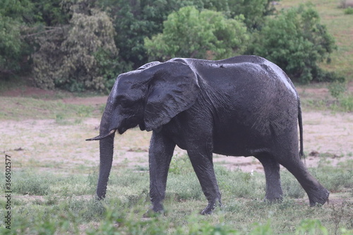 African Elephants playing by the Chobe River in Botswana