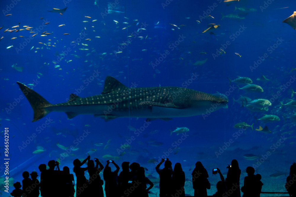 Obraz premium ジンベエザメ