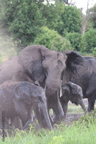 African Elephants playing by the Chobe River in Botswana © ChrisOvergaard