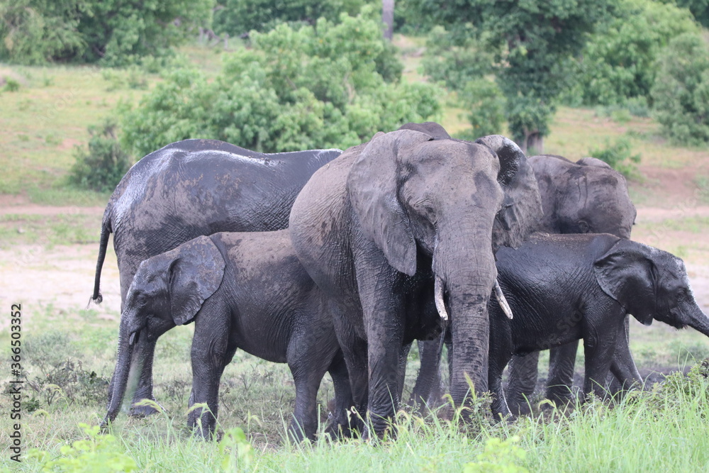 African Elephants playing by the Chobe River in Botswana