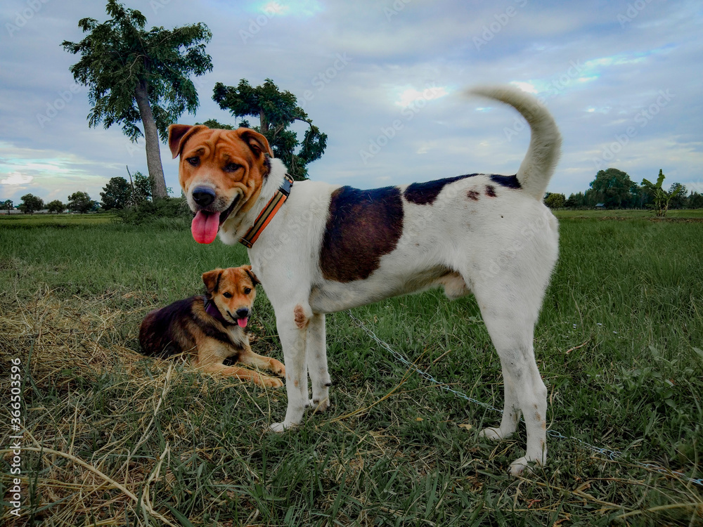 jack russell terrier jack russell terrier