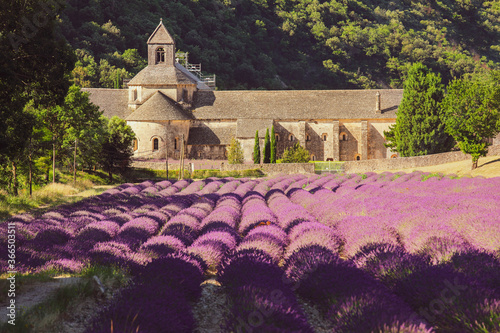Abbey of Senanque and field of lavender flowers in blossom. Gordes, Luberon, Vaucluse, Provence, France, Europe. photo