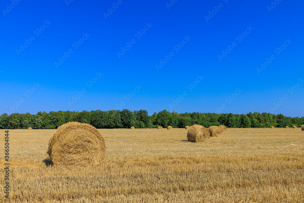 Rolls of haystacks on the field as agriculture harvest concept