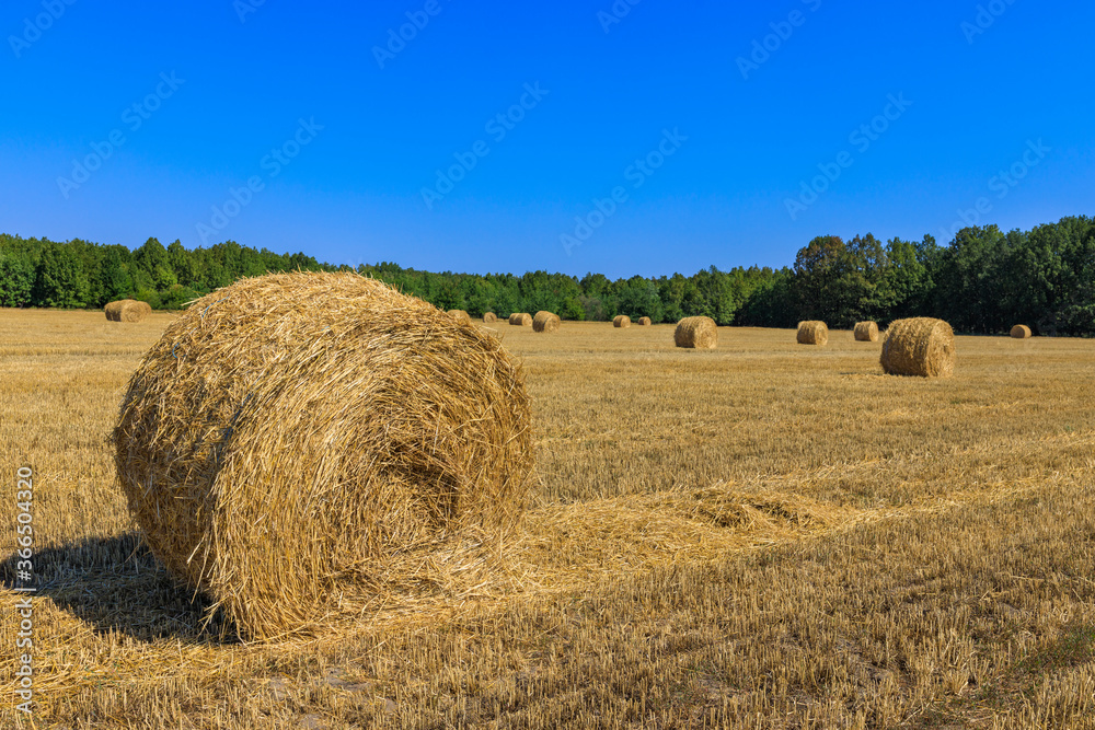 Rolls of haystacks on the field as agriculture harvest concept