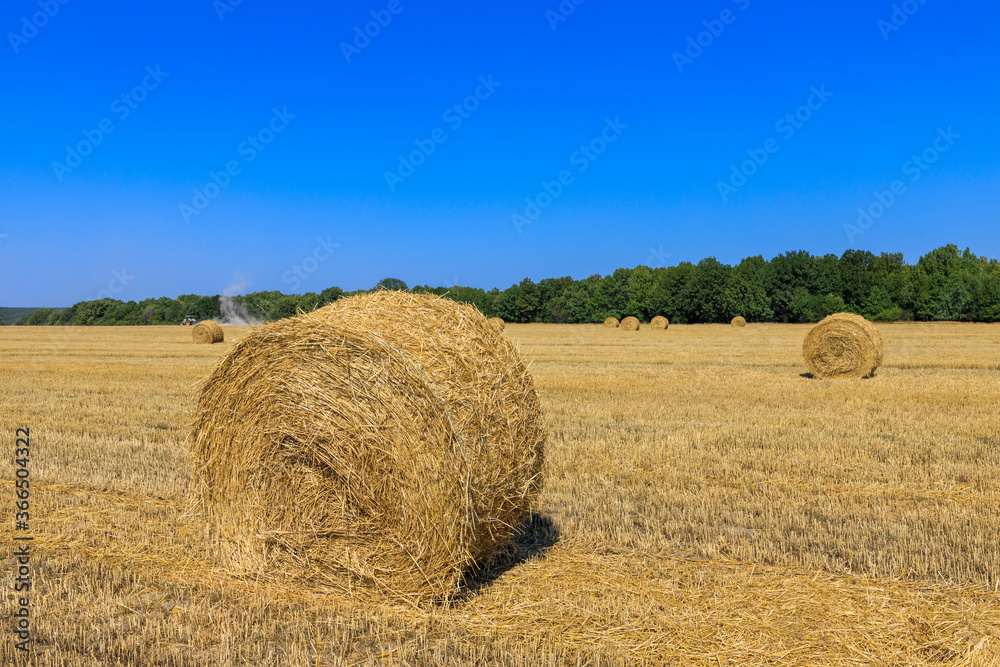 Rolls of haystacks on the field as agriculture harvest concept