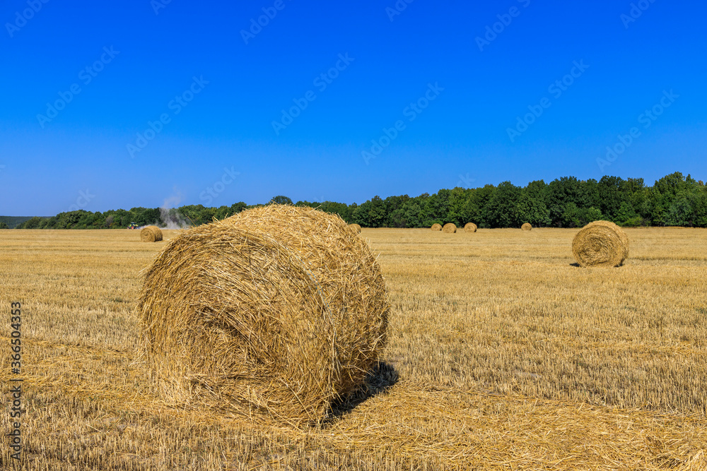 Rolls of haystacks on the field as agriculture harvest concept Rolls of haystacks on the field as agriculture harvest concept